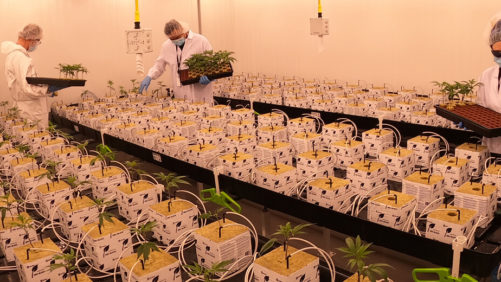 Check Out This Major New Cannabis Production Research Facility