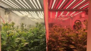Shedding Light on LED Tech for Cannabis Production