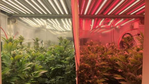 Shedding Light on LED Tech for Cannabis Production