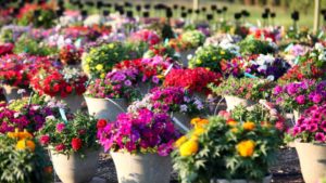 A Look Back at the Best of the Best from Mast Young Plants Summer Trials