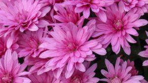 Best Practices for Growing Garden Mums