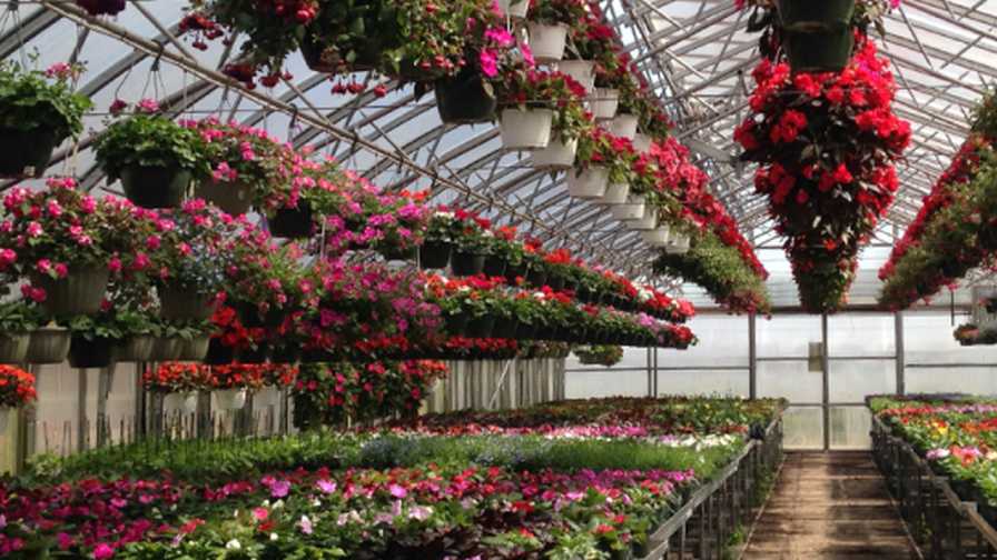 The Future of Floriculture: Mature, But Primed for Growth