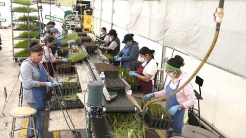 How Plant Certification Can Help You Address Critical Greenhouse Problems