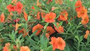 Genetically Engineered Orange Petunia Deregulation Now Official