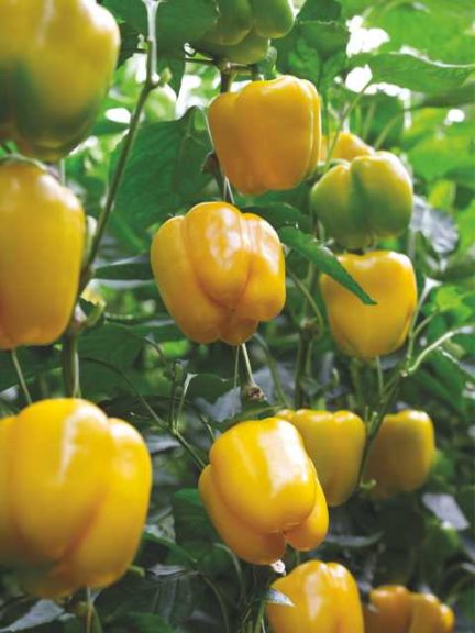 'Eurix' F1 (Enza Zaden)