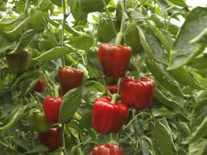 'Kalvijn' (Syngenta)