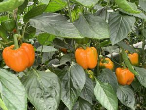 'Raptor' (De Ruiter)