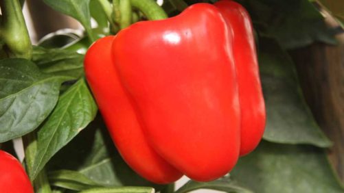 The Top 5 Headlines in Greenhouse Vegetables From 2021 (So Far)