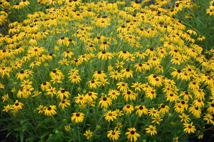 Rudbeckia American Gold Rush (Intrinsic Perennial Gardens)