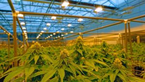 8 Factors Shaping the Future of Cannabis Production