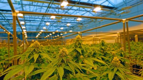 8 Factors Shaping the Future of Cannabis Production