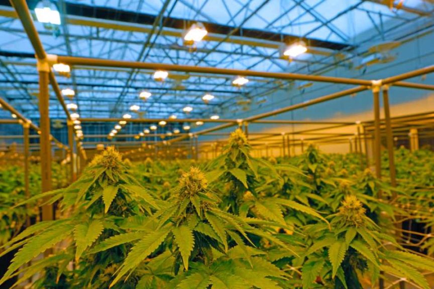 North America's Largest Cannabis Growers for 2021 - Greenhouse Grower