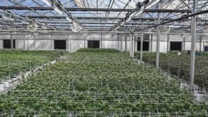 Now That’s Sweet: Maine Cannabis Grower Harvests First Clean Adult-Use Crop