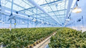 Canadian Cannabis Grower to Increase Production