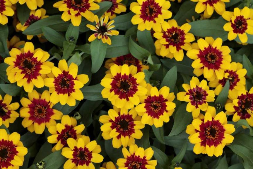 Zinnia Profusion Red Yellow Bicolor (All-America Selections)