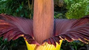 A Big Undertaking To Keep Hope Alive for the Corpse Flower