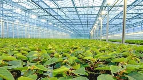 Why Strategic Energy and Water Management Are Driving Controlled-Environment Agriculture