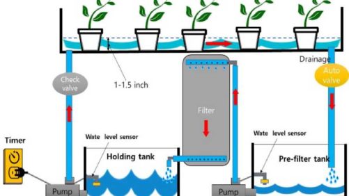 Tips to Manage Pythium Risk in Irrigation Water