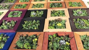 Why Succulents Are Trending in the Garden Again