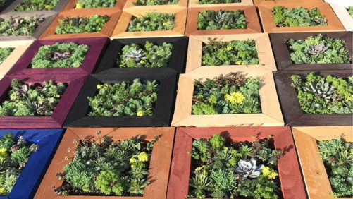 Why Succulents Are Trending in the Garden Again