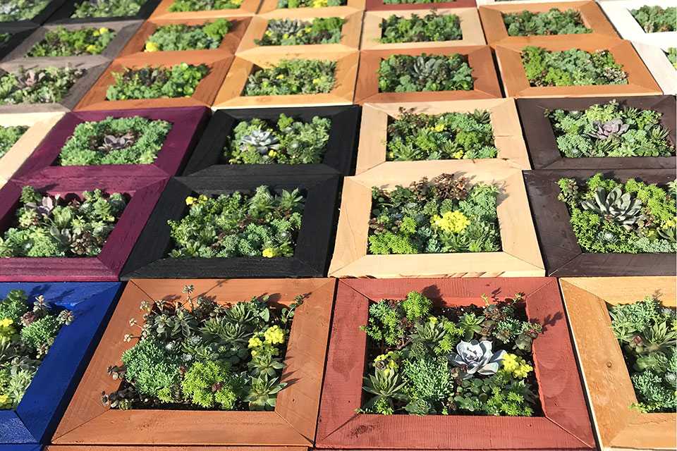 south african succulents Adromischus Sphenophyllus - Indigenous South African Succulent
