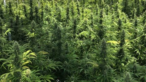 How Cannabis Training and Pruning Can Affect Quality