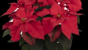Key Growing Tips for Poinsettia Nutrition
