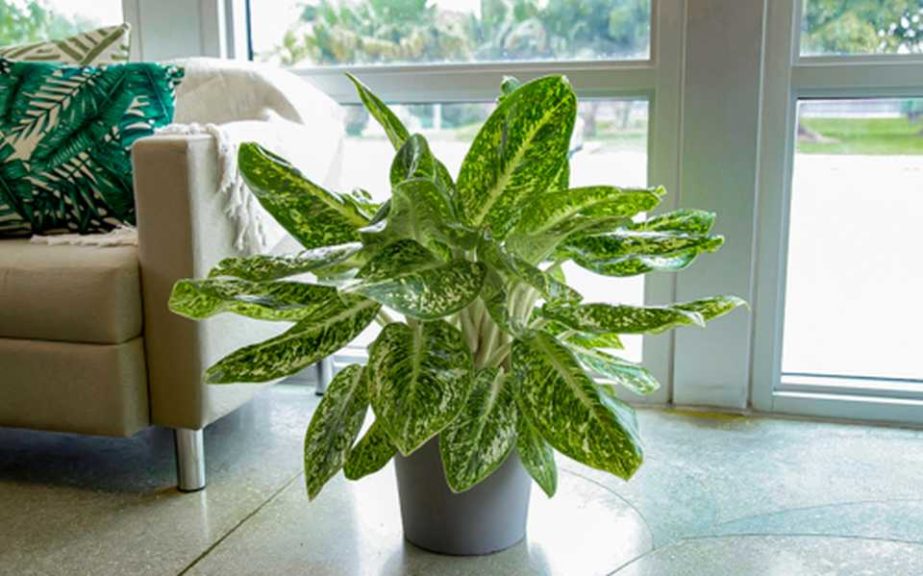 Aglaonema 'Mellow Yellow' (Costa Farms)