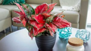 14 New Products Garden-Retailers Loved at TPIE 2021