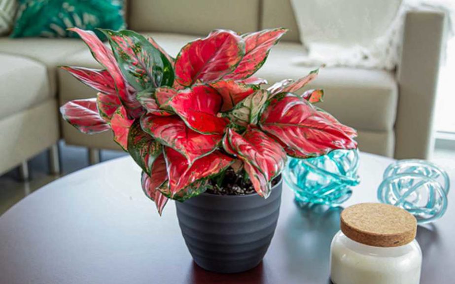 Aglaonema 'Ultra Pink’ (Costa Farms)