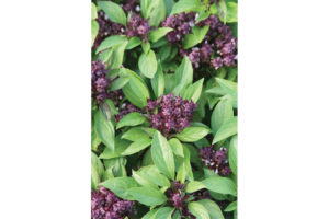 Basil (World Herb Garden)