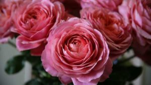 How One Top 100 Ornamental Grower Got Creative During COVID-19