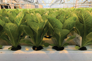 Lettuce ‘Chicarita’ (Johnny’s Selected Seeds) 