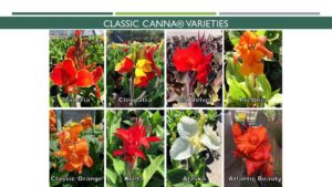 Colorful Classic Canna (Abbott-Ipco, Inc.)