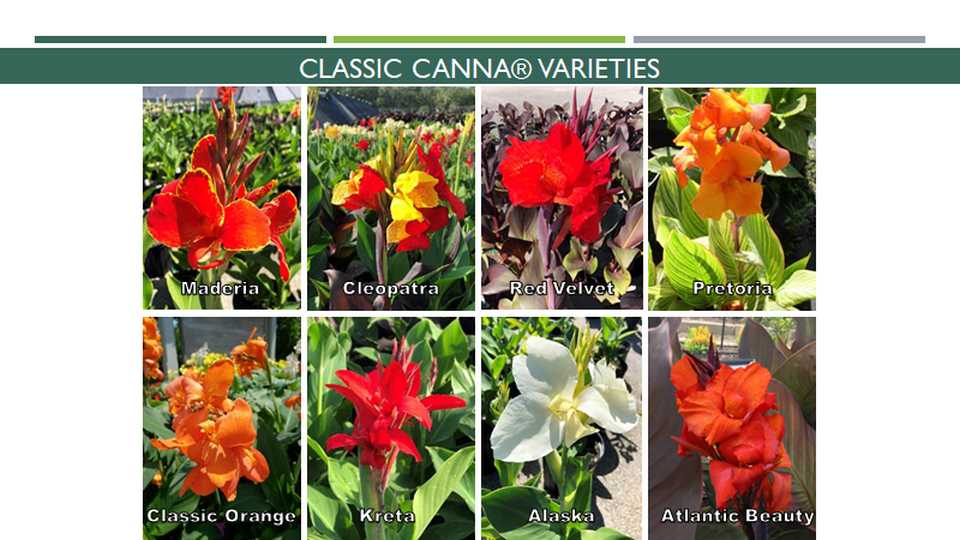 Colorful Classic Canna (Abbott-Ipco, Inc.)