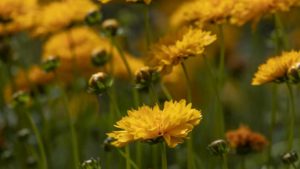 One More Look at New Varieties That Reflect Pantone’s Colors of the Year