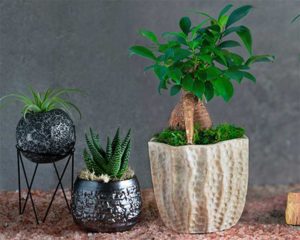 Curator Collection (LiveTrends Design Group)