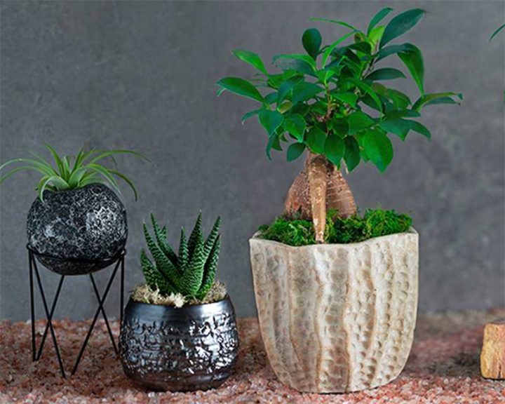 Curator Collection (LiveTrends Design Group)