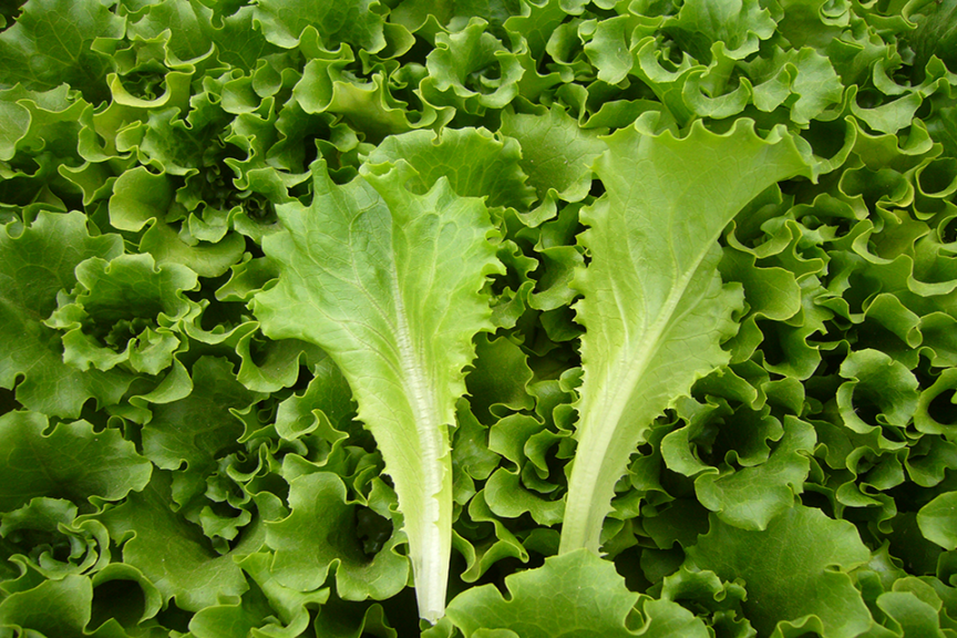 Lettuce ‘Dorian’ (Rispens Seeds, Inc.) 