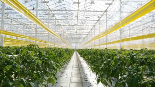 AppHarvest Sells Its Three Remaining Kentucky Greenhouses