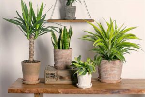 Earthenware Collection (Urban Jungle)