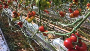 Learn the Basics of Greenhouse Tomato Crop Steering