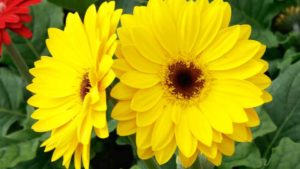 More Ornamental Varieties that Unite Pantone’s Ultimate Gray and Illuminating