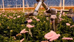 Dutch Researchers Developing Robotic Gerbera Harvester