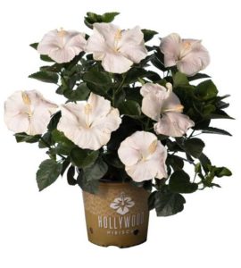 Hollywood Hibiscus ‘Earth Angel’ (J. Berry Nursery)