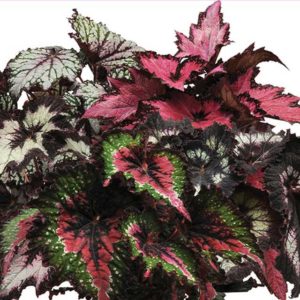 New Jurassic Rex Begonia (Ball Ingenuity)