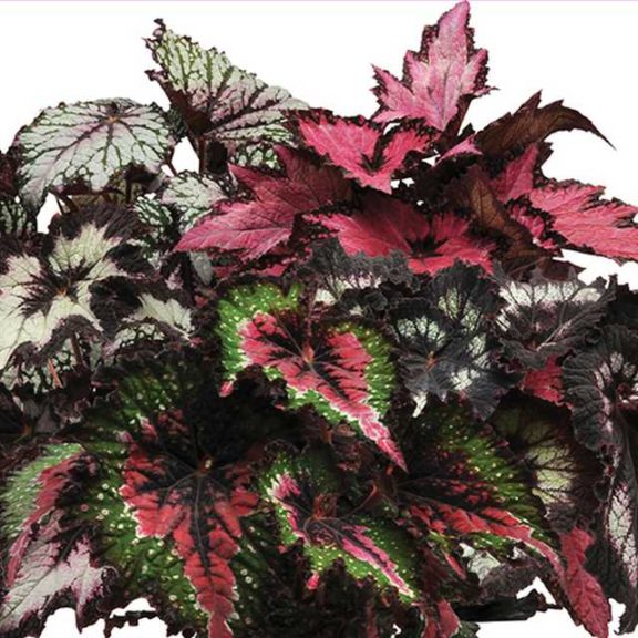 New Jurassic Rex Begonia (Ball Ingenuity)