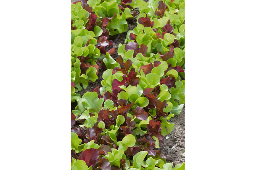 Lettuce Bistro Blend (Seeds By Design) 