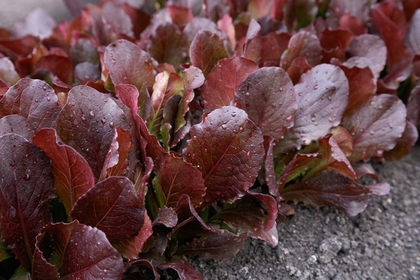 Lettuce ‘Taboo’ (Sakata Seed America)