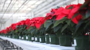 Maximizing the Beauty and Productivity of Short-Day Plants